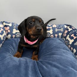 Light Pink Collar - Black and tan female Dachshund puppy in Odessa, Texas from K9 Royal Club