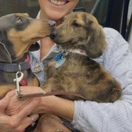 Dachshunds from The Dachshund Den