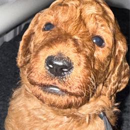 Black - Red  female Poodle puppy in Keedysville, Maryland from Sunshine Red Standard Poodles