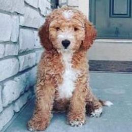 Goldendoodle Puppies from Dashing Doodle Pups