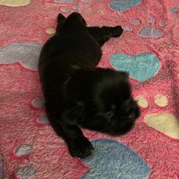 Girl 2 - Black female Shih Tzu puppy in Missouri from Farm Animal Mommy Shih tzu's Michalek Dog Breeder