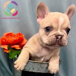 Charm - Fawn female French Bulldog puppy in Bowman, Georgia from Companion Creek Farm