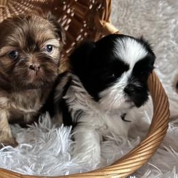 Shih Tzu Puppies from Jodi’s Shihtzus