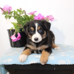 Julie - Black tri-color female Australian Shepherd puppy in Honey Brook, Pennsylvania from New Adventures Puppies