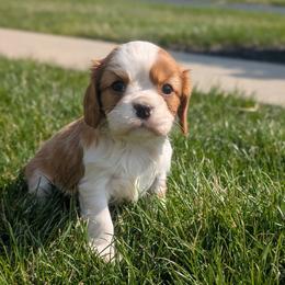 Bentley - Blenheim male Cavalier King Charles Spaniel puppy in Stevens, Pennsylvania from Jodi's Cavalier King Charles Spaniels and Cavapoos