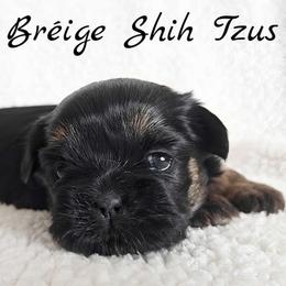 ZURI - Black and tan female Shih Tzu puppy in Las Vegas, Nevada from Beirin Breige Shih Tzus