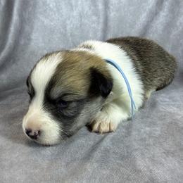 Blue Collar Male - Red male Pembroke Welsh Corgi puppy in Victoria, Texas from Clear Creek Corgis