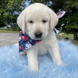 Bowie - Yellow Labrador Retriever puppy in Harrison, Arkansas from Brandywine Labradors