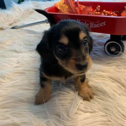 Dachshund Puppies from Sugar Creek Mini Doxies