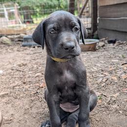 Rosie Cotton - Black female Great Dane puppy in Citra, Florida from AEW Farm