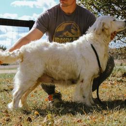 Golden Retriever puppies from Sweet Breeze Acres
