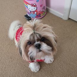 Molly - Shih Tzu