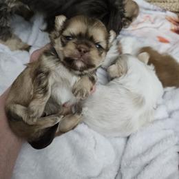 Dobie - Chocolate and tan male Shih Tzu puppy in Kings Mountain, North Carolina from NC Shih Tzus by Tammy