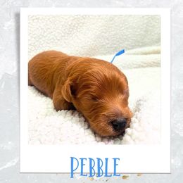 Cavapoo Puppies from PuppybuddyUSA