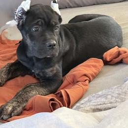 Cane Corso Puppies from Kero corsos
