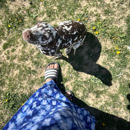 Girl 1 - White and liver brown Dalmatian puppy in Elko, Nevada from Knotts Dalmatians