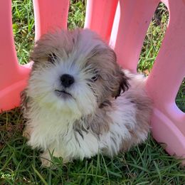 Shih Tzu Puppies from Fuller Shih Tzus