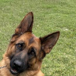Riviera - German Shepherd