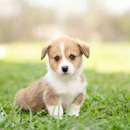Grey collar- Yogi - Sable male Pembroke Welsh Corgi puppy in Waverly Hall, Georgia from 6g Ranch Corgis