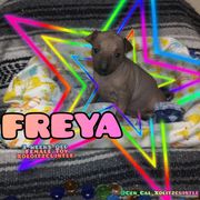 Freya - Slate Xoloitzcuintli puppy in Atwater, California from Cen Cal Xoloitzcuintle