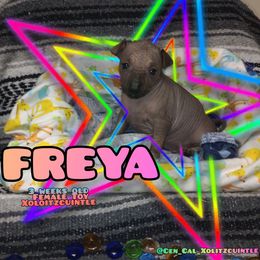 Freya - Slate Xoloitzcuintli puppy in Atwater, California from Cen Cal Xoloitzcuintle