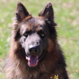 Fenrir - German Shepherd