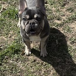 Tyson - Blue French Bulldog puppy in Wichita, Kansas from Let's keep it frenchie!