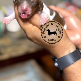 Dachshund Puppies from Premier League Paws