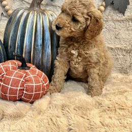 Denali - Goldendoodle
