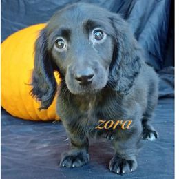 Dachshund Puppies from Stacie's Charming Doxies