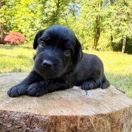Taco - Black and white male Aussiedoodle puppy in Mulino, Oregon from Korbella Farm