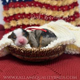 Pat Benatar - Blue merle female Bernedoodle puppy in Austin, Texas from Boutique Bernedoodles & Co.
