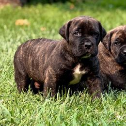 Emerald Collar - Brindle male Boerboel puppy in Manitowoc, Wisconsin from Mae Boerboel