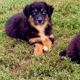 Marina - Black tri-color female Australian Shepherd puppy in Mineral Wells, Texas from A6 Australian Shepards