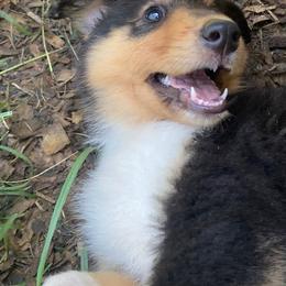 Carla - Black white and tan female Collie puppy in Yulee, Florida from Three Collie Farm