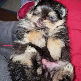 Ace - Black and tan male Pomeranian puppy in North Port, Florida from POMRITA POM’S