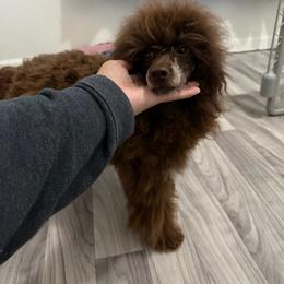 Luna - Poodle