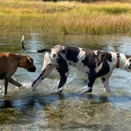 Great Danes from Terry Udy's Great Danes