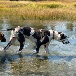 Great Danes from Terry Udy's Great Danes