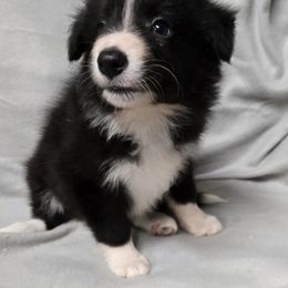 Girl 3 - Black and white female Border Collie puppy in Richland, Pennsylvania from Winter Creek Border Collies