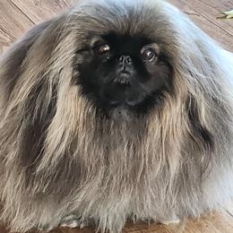 Pekingese puppies from Con-Lea Pekingese kennel