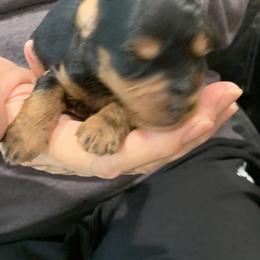 Levi - Black and tan male Schnoodle puppy in Kentucky from Mrs Bs Teeny Schnauzers & Doodles