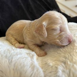Boo - Piebald male Dachshund puppy in Highland, California from BAES Teufelshunde