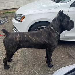 Don - Black brindle male Cane Corso puppy in Fontana, California from Giosci Cane Corso