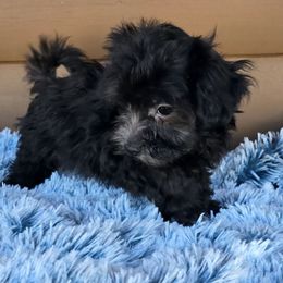 Apollo - Black male Maltipoo puppy in Lebanon, Kentucky from Mosaic Merle Doodles