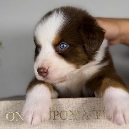 Rio - Red tri-color male Australian Shepherd puppy in Orlando, Florida from Skaky Shepherds