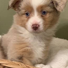 Miniature Australian Shepherd Puppies from Windy Hills Mini Aussies