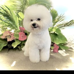 Honey - Bichon Frise