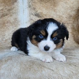 Aurora - Black tri female Miniature Australian Shepherd puppy in Sw, Wisconsin from Driftless Australian Shepherds