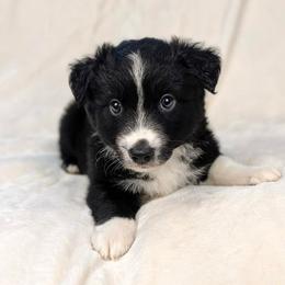 Henry - Black & white male Miniature Australian Shepherd puppy in Bedias, Texas from JSK Aussie and Cavaliers